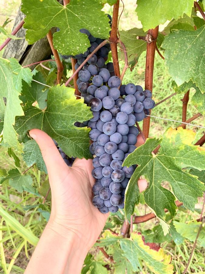 Appartamento Agricola Domus Barolo Esterno foto